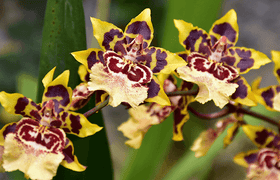 Balmain Extatic Tiger Orchid – zapach dla odważnych i niegrzecznych kobiet