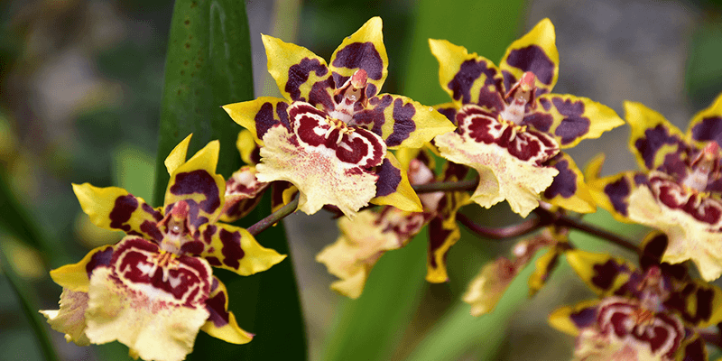Balmain Extatic Tiger Orchid – zapach dla odważnych i niegrzecznych kobiet
