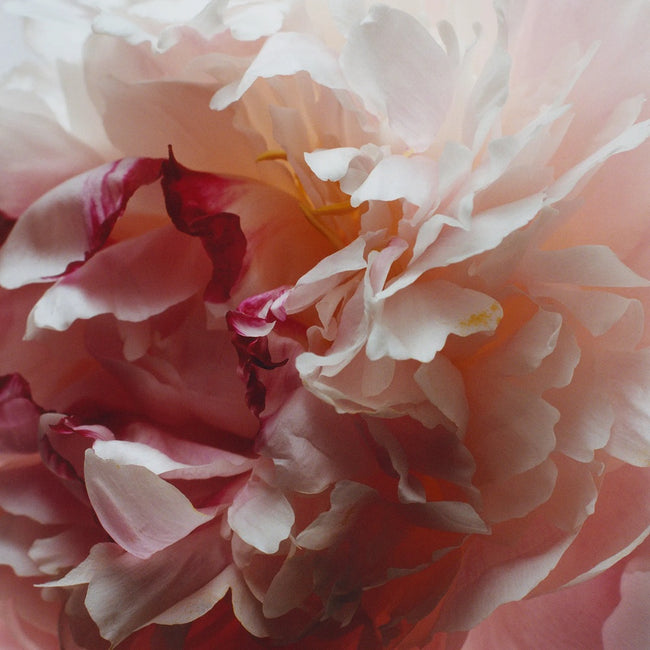 Jo Malone Peony & Blush Suede Cologne woda kolońska
