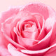Nuxe Very Rose oczyszczająca pianka micelarna 150ml