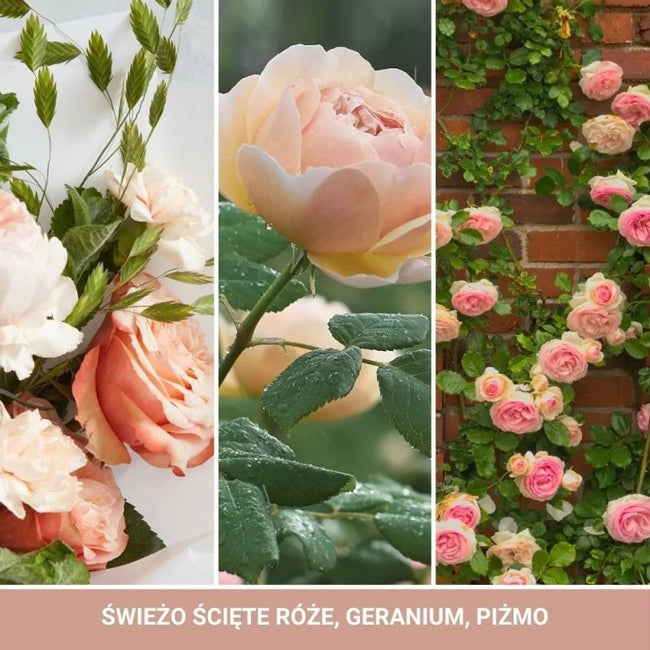 Yankee Candle Średnia świeca zapachowa Fresh Cut Roses 368g