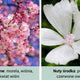 Country Candle Wax wosk zapachowy "potpourri" Cherry Blossom 64g