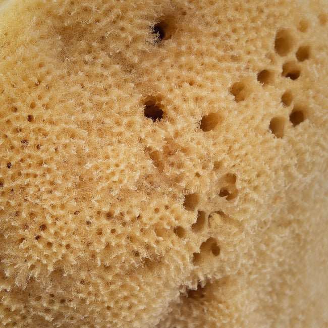 HHUUMM Naturalna gąbka morska O1F 12.5cm Brązowa