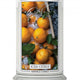 Kringle Candle Duża świeca zapachowa z dwoma knotami Iced Citrus 623g